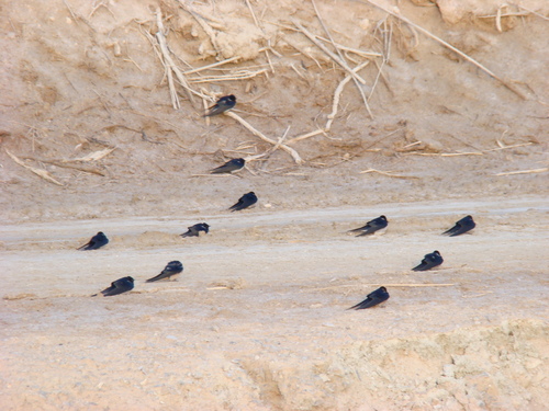 Barn Swallow