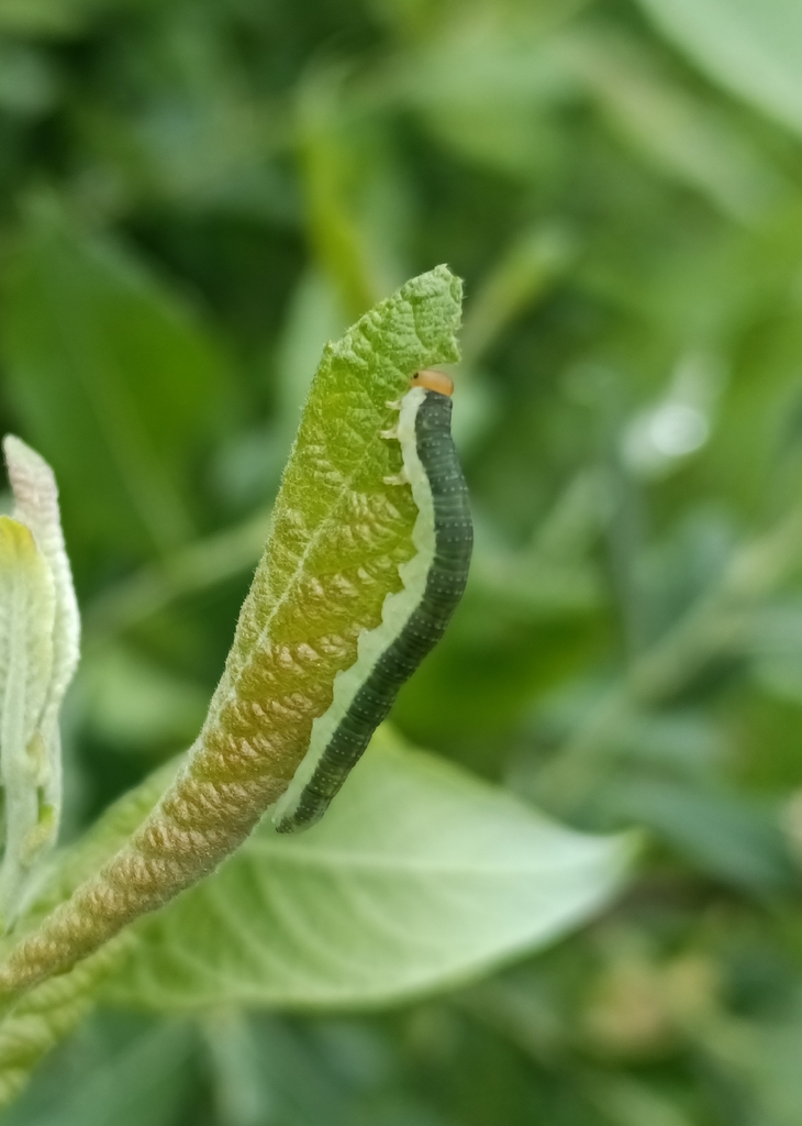 Common Sawflies