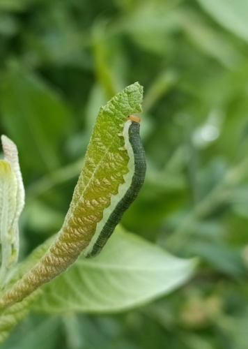Common Sawflies