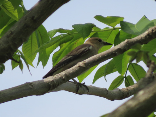 Chestnut-cheeked Starling (Agropsar philippensis), photo 9