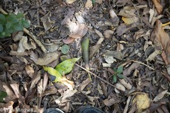Hymenaea courbaril
