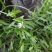 Lobelia chinensis 2