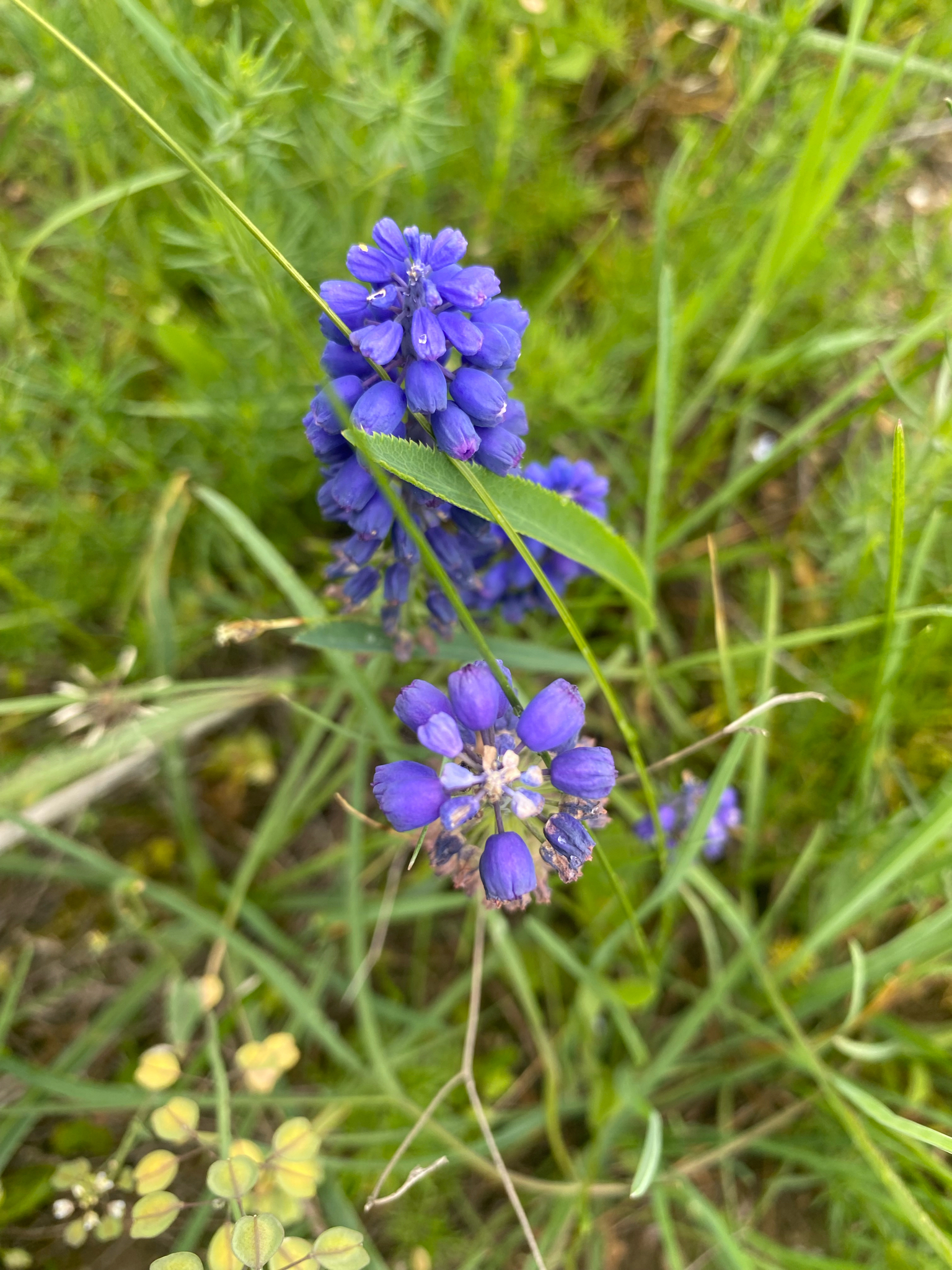 Grape hyacinth