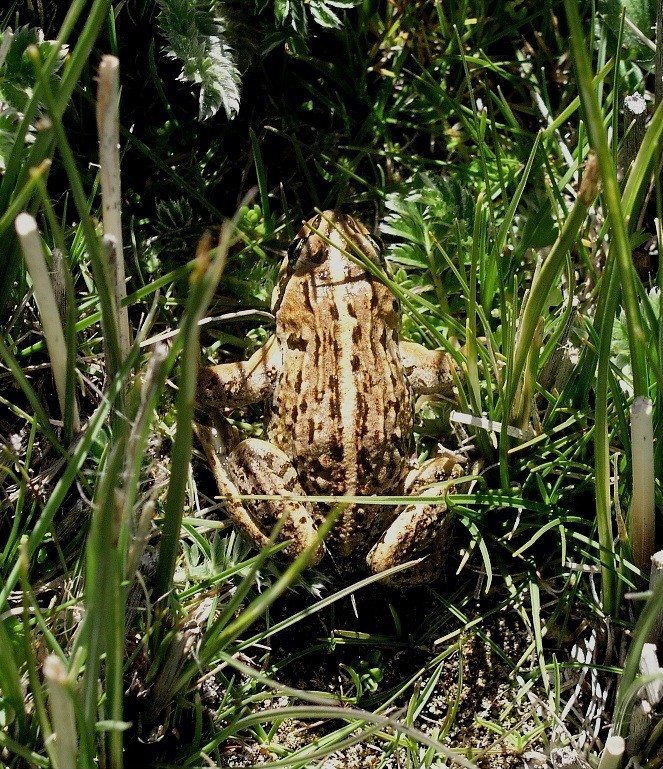 High Himalaya Frog