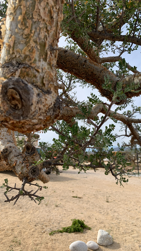 Bursera exequielii León de la Luz