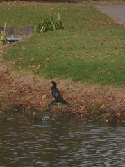 Microcarbo melanoleucos brevirostris