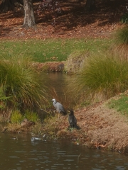 Microcarbo melanoleucos brevirostris