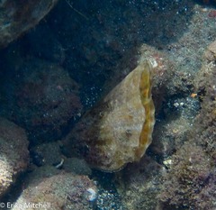 Pinna carnea