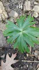 Eranthis