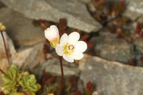 Forstera tenella, photograph 5