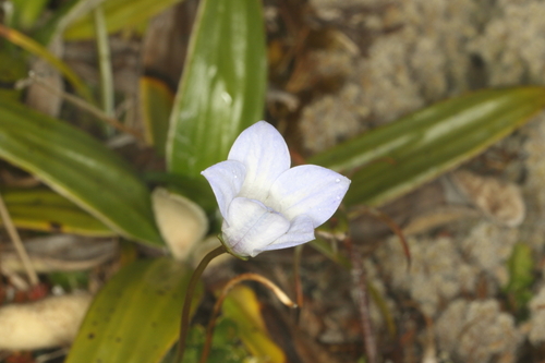 Wahlenbergia pygmaea, photograph 5