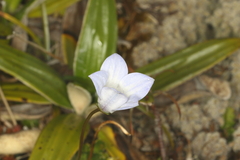 Wahlenbergia pygmaea, photograph (c) Jacob Littlejohn, some rights reserved (CC BY-SA)