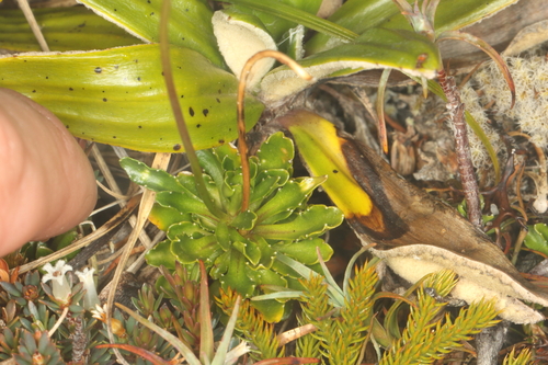 Wahlenbergia pygmaea, photograph 6