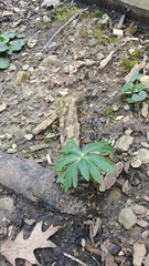Eranthis