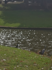 Microcarbo melanoleucos brevirostris