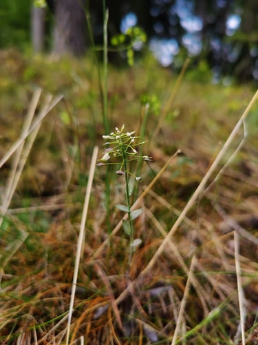 Noccaea montana, photograph 1