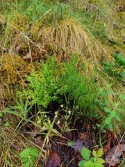 Asplenium cuneifolium, photograph (c) carnifex, some rights reserved (CC BY)