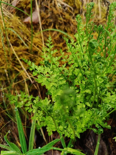 Asplenium cuneifolium, photograph 4