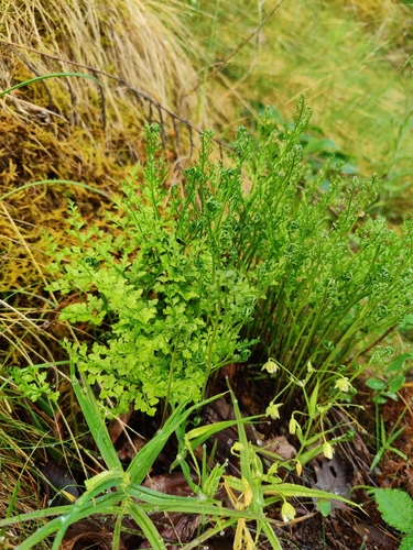 Asplenium cuneifolium, photograph 5