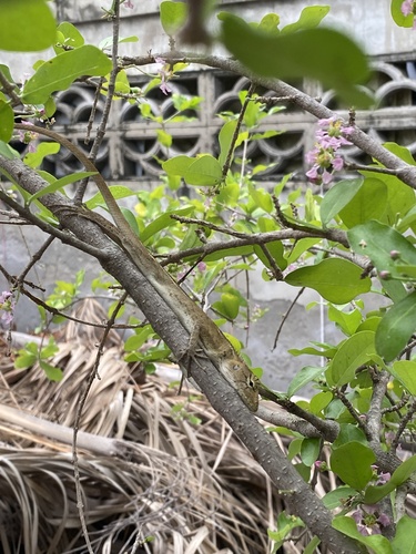 Indochinese Garden Lizard