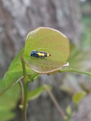 Ptosima gibbicollis