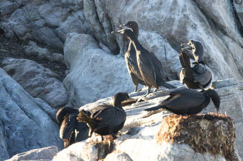 iNaturalist image