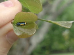 Ptosima gibbicollis