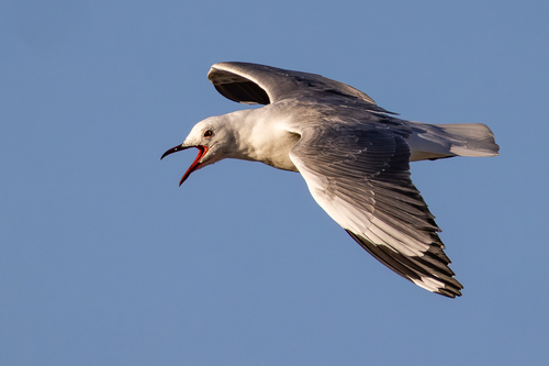 iNaturalist image