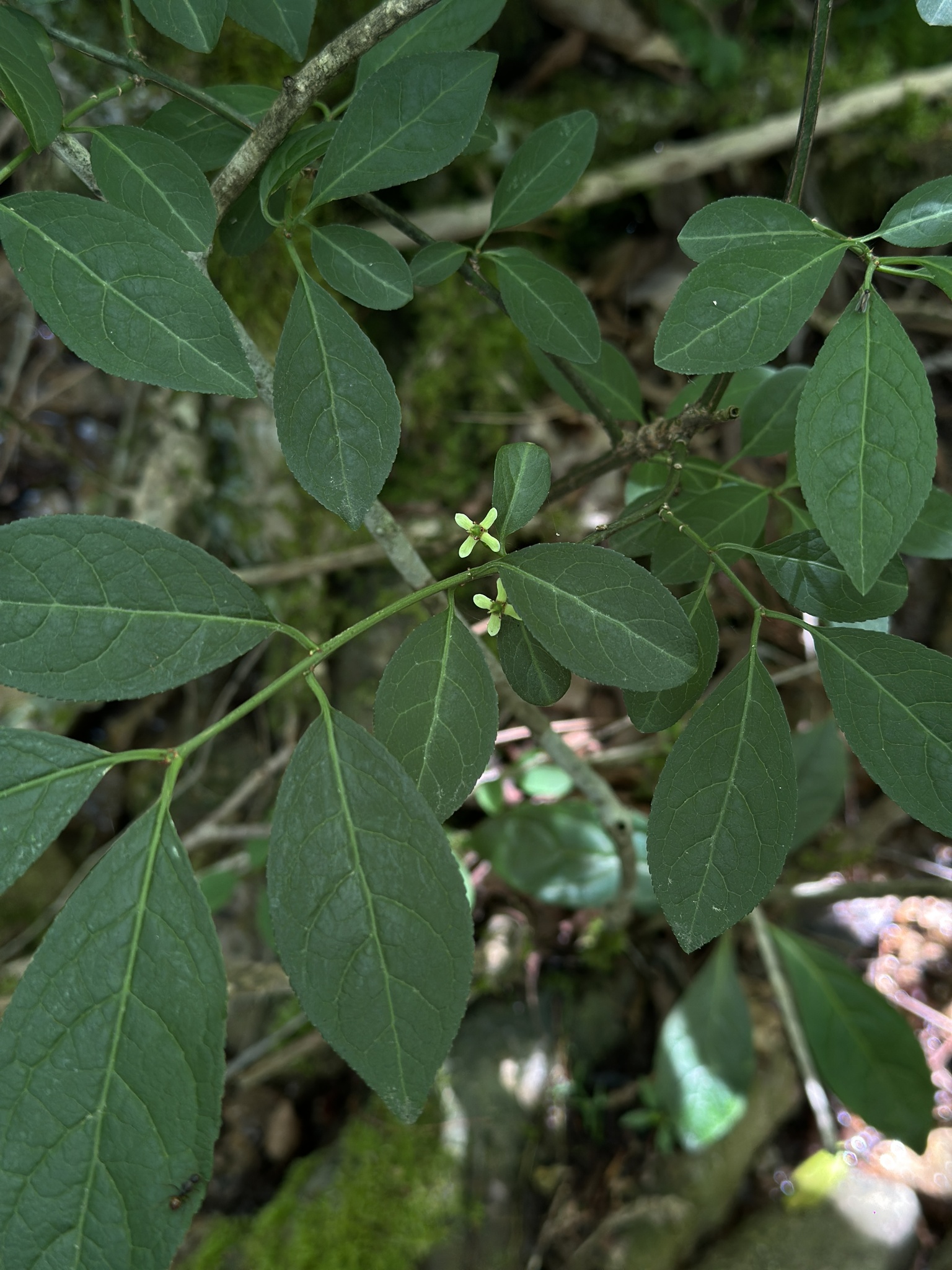 Euonymus hamiltonianus
