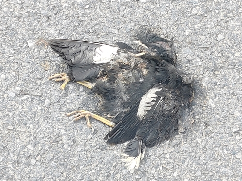 Great Myna