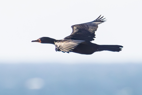 iNaturalist image