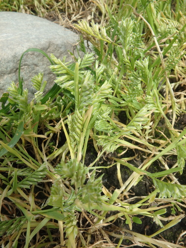 hardgrass