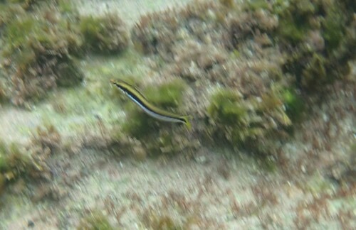 Aspidontus dussumieri observed 2026-05-17