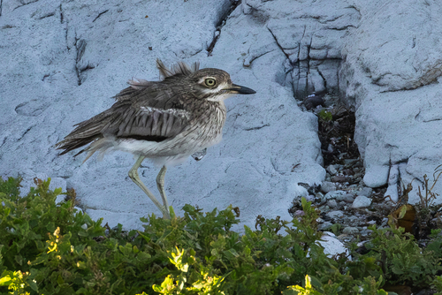 iNaturalist image