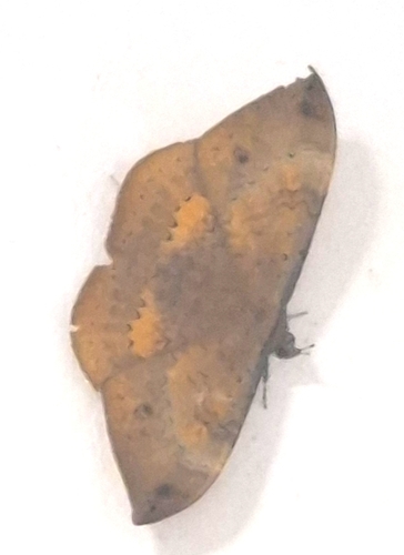 Hemeroblemma opigena