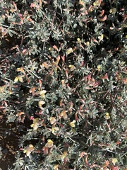 Lotus bryantii