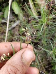 Plantago sempervirens