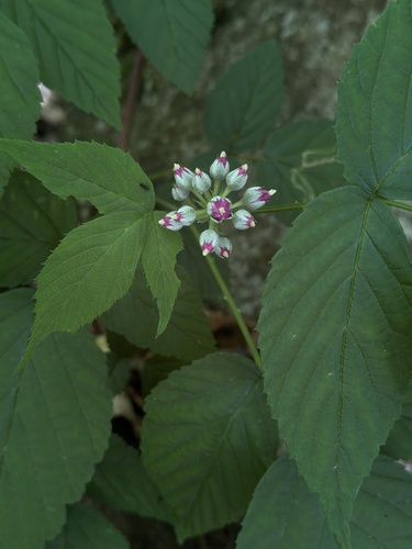 Rubus yoshinoi iNat (1)