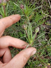 Plantago sempervirens