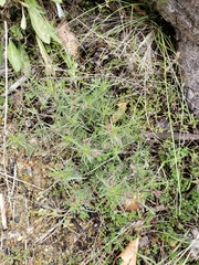 Plantago sempervirens