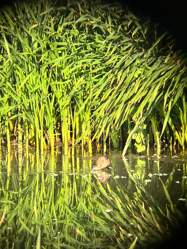 iNaturalist image