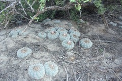 Lophophora williamsii