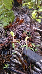 Pterostylis brumalis