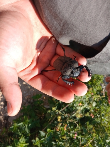 Popeye Dung Beetle