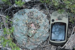 Lophophora williamsii