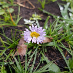 Brachyscome multifida