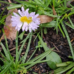 Brachyscome multifida