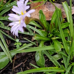 Brachyscome multifida