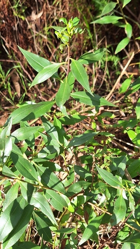 Myoporum petiolatum, photograph 4