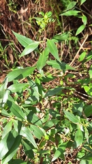 Myoporum petiolatum, photograph author not stated, no rights reserved